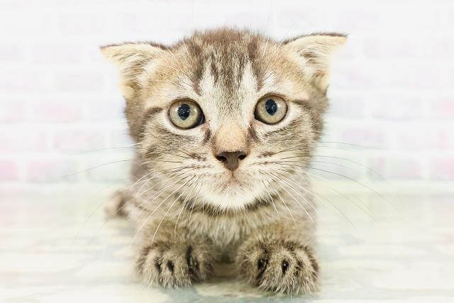 東京都のフォールデックス (Coo&RIKU池袋西口店/2026年4月4日生まれ/男の子/ブラウンタビー)の子猫の1枚目の画像