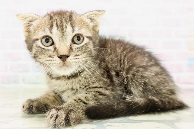 東京都のフォールデックス (Coo&RIKU池袋西口店/2026年4月4日生まれ/男の子/ブラウンタビー)の子猫の2枚目の画像