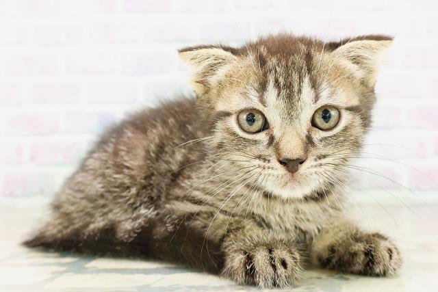 東京都のフォールデックス (Coo&RIKU池袋西口店/2026年4月4日生まれ/男の子/ブラウンタビー)の子猫の3枚目の画像