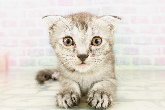 東京都のフォールデックス (Coo&RIKU浅草店/2026年4月4日生まれ/女の子/シルバーパッチドタビー)の子猫の1枚目の画像