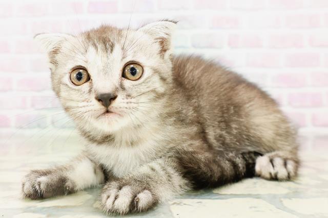 東京都のフォールデックス (Coo&RIKU浅草店/2026年4月4日生まれ/女の子/シルバーパッチドタビー)の子猫の2枚目の画像