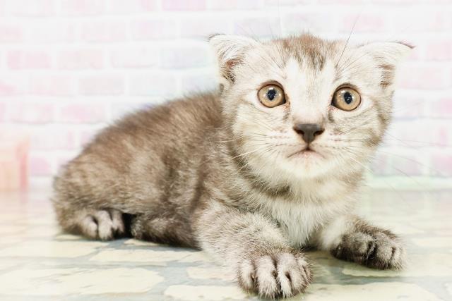 東京都のフォールデックス (Coo&RIKU浅草店/2026年4月4日生まれ/女の子/シルバーパッチドタビー)の子猫の3枚目の画像