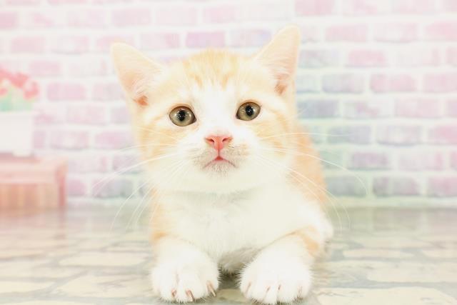 長野県のマンチカン (Coo&RIKU綿半庄内店/2026年4月5日生まれ/男の子/レッドタビーホワイト)の子猫の1枚目の画像