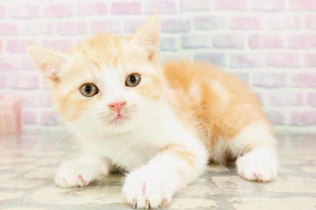 長野県のマンチカン (Coo&RIKU綿半庄内店/2026年4月5日生まれ/男の子/レッドタビーホワイト)の子猫の2枚目の画像
