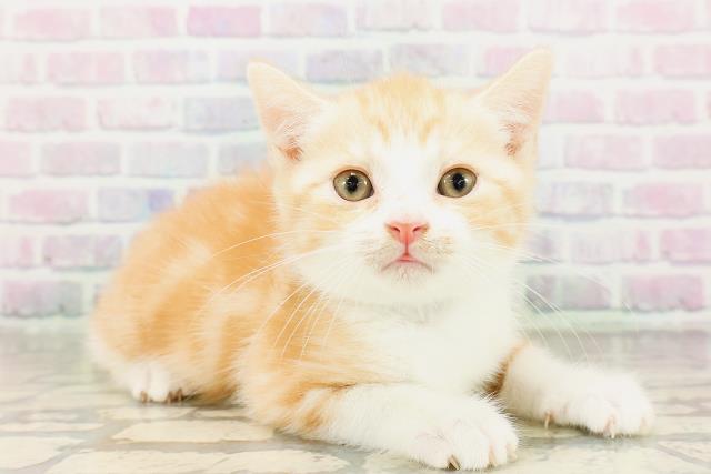 長野県のマンチカン (Coo&RIKU綿半庄内店/2026年4月5日生まれ/男の子/レッドタビーホワイト)の子猫の3枚目の画像
