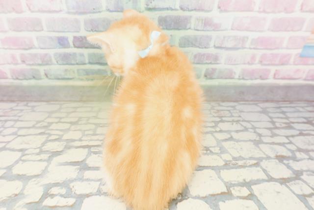 長野県のマンチカン (Coo&RIKU綿半庄内店/2026年4月5日生まれ/男の子/レッドタビーホワイト)の子猫の4枚目の画像