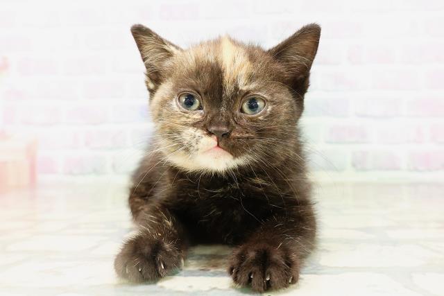 北海道のマンチカン (Coo&RIKU北見店/2026年4月5日生まれ/女の子/トーティー)の子猫の1枚目の画像