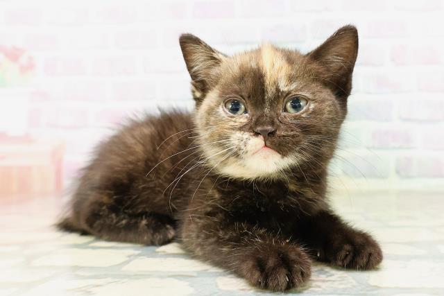 北海道のマンチカン (Coo&RIKU北見店/2026年4月5日生まれ/女の子/トーティー)の子猫の3枚目の画像