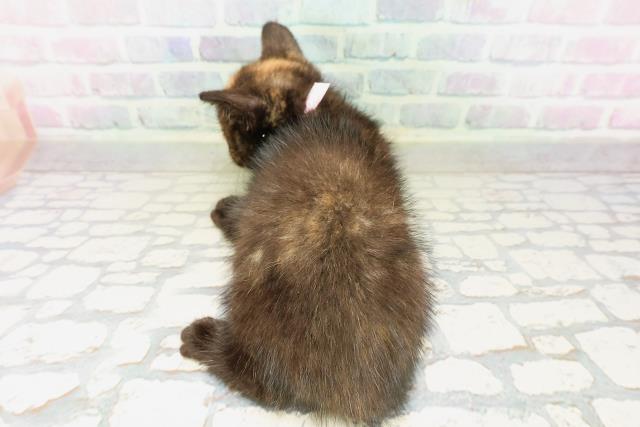 北海道のマンチカン (Coo&RIKU北見店/2026年4月5日生まれ/女の子/トーティー)の子猫の4枚目の画像