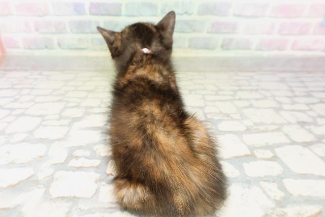 北海道のマンチカン (Coo&RIKU釧路店/2026年4月5日生まれ/女の子/トーティー)の子猫の4枚目の画像
