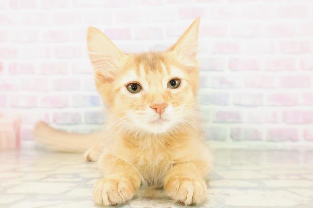 短毛シュシュ(黄色ビオラ)わんちゃん猫ちゃん用 ワンちゃん・ネコちゃん(子犬・子猫)検索結果 | ペットショップCoo＆RIKU