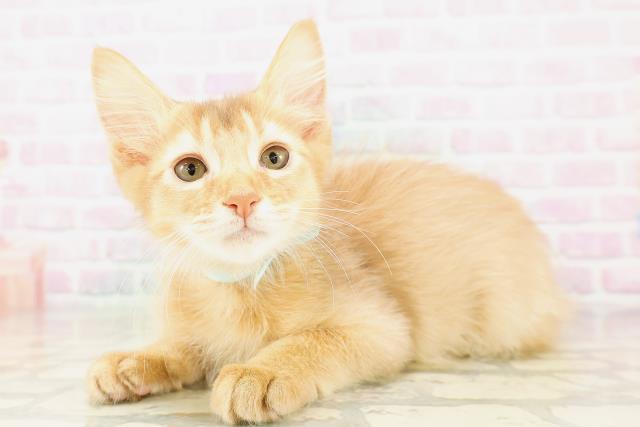 埼玉県のソマリ (Coo&RIKU草加バイパス店/2026年3月13日生まれ/男の子/レッド)の子猫の2枚目の画像