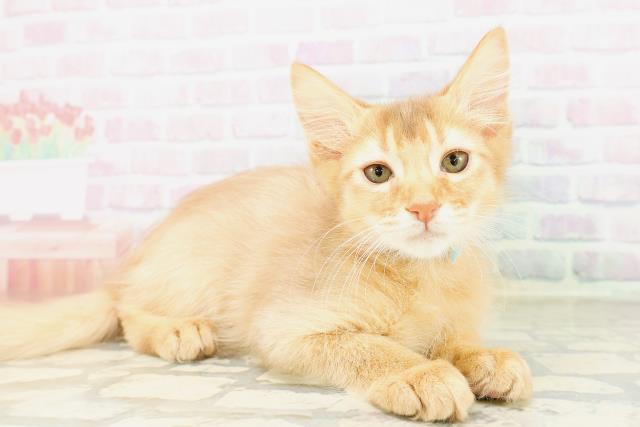埼玉県のソマリ (Coo&RIKU草加バイパス店/2026年3月13日生まれ/男の子/レッド)の子猫の3枚目の画像