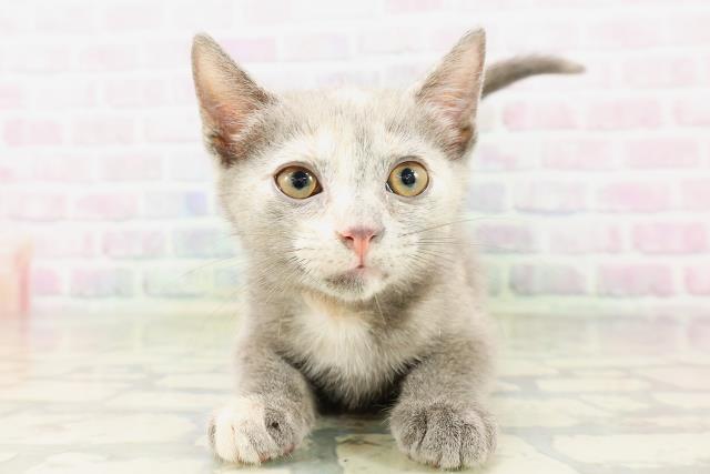 新潟県のマンチカン (Coo&RIKU上越店/2026年3月23日生まれ/女の子/ブルークリーム)の子猫の1枚目の画像