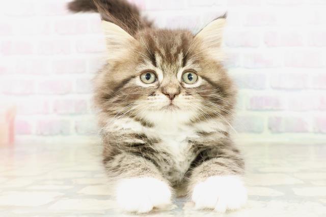 兵庫県のラガマフィン (Coo&RIKU丹波店/2026年3月31日生まれ/男の子/ブラウンタビーホワイト)の子猫
