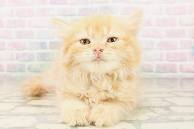 ワンちゃん・ネコちゃん(子犬・子猫)検索結果 | ペットショップCoo＆RIKU