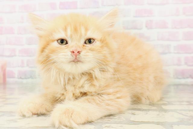 神奈川県のラガマフィン (Coo&RIKU横浜青葉店/2026年3月31日生まれ/女の子/レッドタビー)の子猫の2枚目の画像