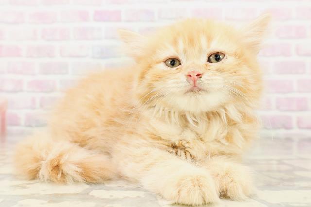 神奈川県のラガマフィン (Coo&RIKU横浜青葉店/2026年3月31日生まれ/女の子/レッドタビー)の子猫の3枚目の画像