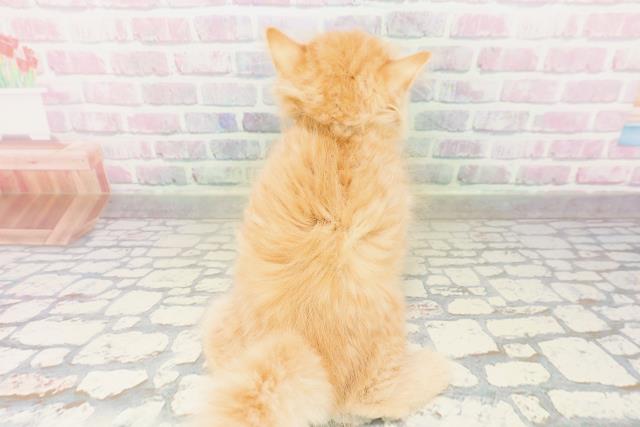 神奈川県のラガマフィン (Coo&RIKU横浜青葉店/2026年3月31日生まれ/女の子/レッドタビー)の子猫の4枚目の画像