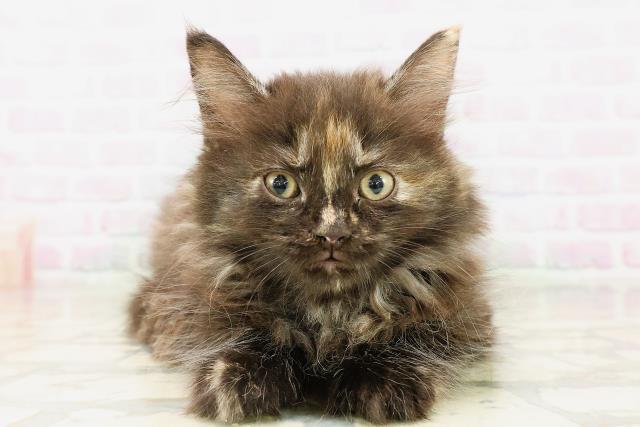 神奈川県のラガマフィン (Coo&RIKU横浜旭店/2026年3月31日生まれ/女の子/トーティー)の子猫の1枚目の画像