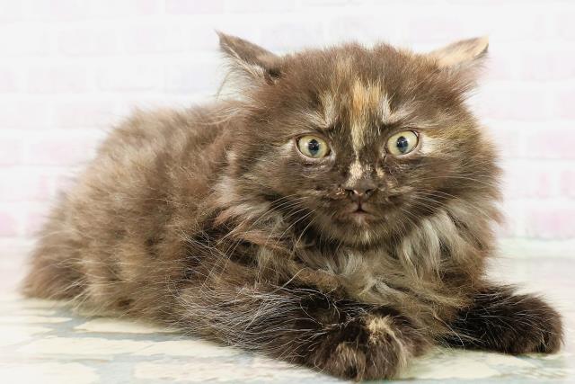 神奈川県のラガマフィン (Coo&RIKU横浜旭店/2026年3月31日生まれ/女の子/トーティー)の子猫の3枚目の画像