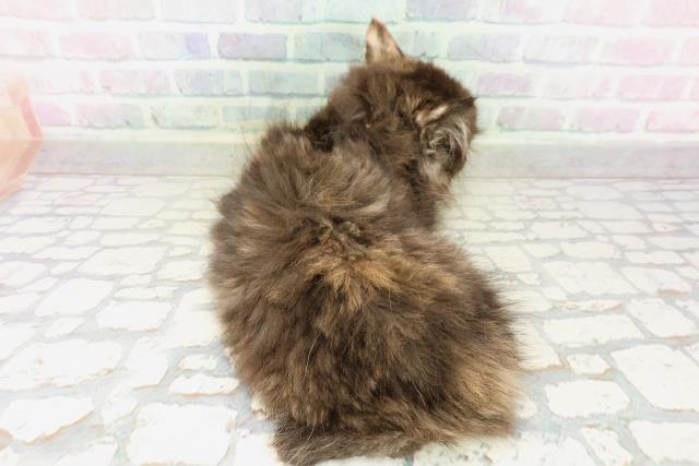 神奈川県のラガマフィン (Coo&RIKU横浜旭店/2026年3月31日生まれ/女の子/トーティー)の子猫の4枚目の画像