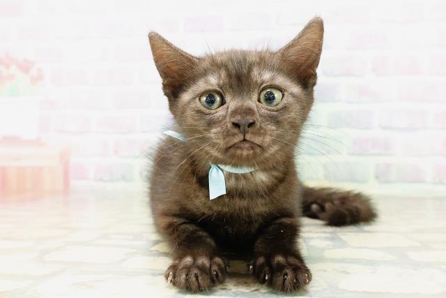 埼玉県のマンチカン (Coo&RIKU春日部店/2026年4月2日生まれ/男の子/ブラックスモーク)の子猫の1枚目の画像