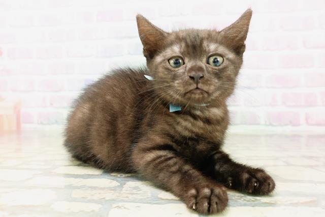 埼玉県のマンチカン (Coo&RIKU春日部店/2026年4月2日生まれ/男の子/ブラックスモーク)の子猫の3枚目の画像