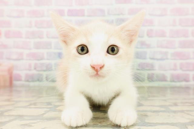 埼玉県のマンチカン (Coo&RIKU草加バイパス店/2026年4月2日生まれ/男の子/クリームタビーホワイト)の子猫の1枚目の画像