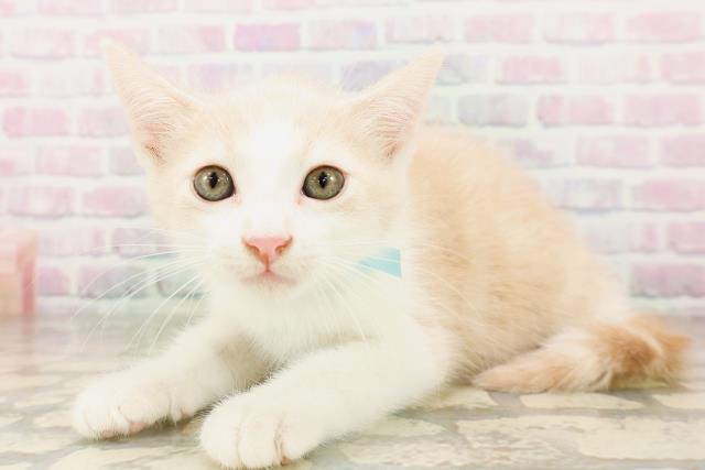 埼玉県のマンチカン (Coo&RIKU草加バイパス店/2026年4月2日生まれ/男の子/クリームタビーホワイト)の子猫の2枚目の画像