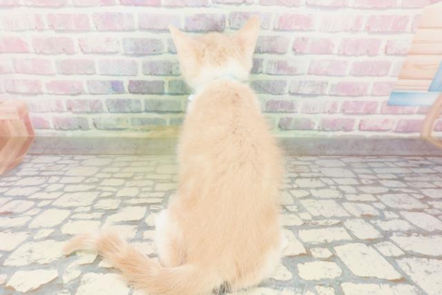 埼玉県のマンチカン (Coo&RIKU草加バイパス店/2026年4月2日生まれ/男の子/クリームタビーホワイト)の子猫の4枚目の画像