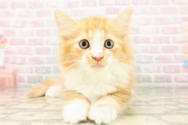 ワンちゃん・ネコちゃん(子犬・子猫)検索結果 | ペットショップCoo＆RIKU