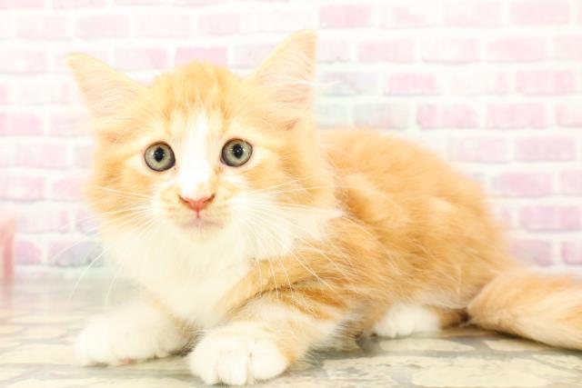 栃木県のマンチカン (Coo&RIKU宇都宮店/2026年4月2日生まれ/女の子/レッドタビーホワイト)の子猫の2枚目の画像