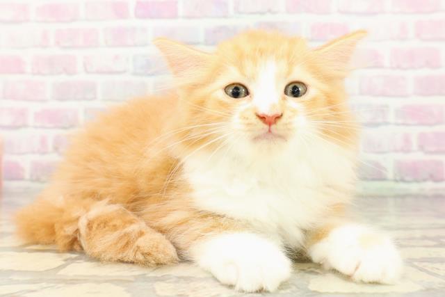 栃木県のマンチカン (Coo&RIKU宇都宮店/2026年4月2日生まれ/女の子/レッドタビーホワイト)の子猫の3枚目の画像