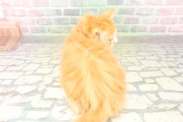 栃木県のマンチカン (Coo&RIKU宇都宮店/2026年4月2日生まれ/女の子/レッドタビーホワイト)の子猫の4枚目の画像