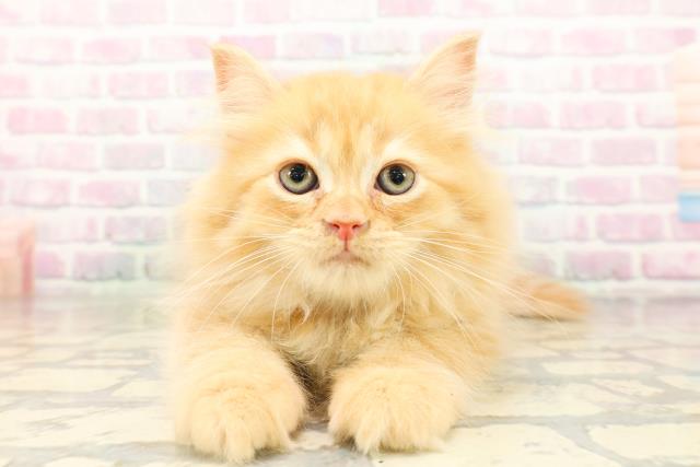 兵庫県のサイベリアン (Coo&RIKU神戸垂水店/2026年4月3日生まれ/男の子/レッドタビー)の子猫の1枚目の画像