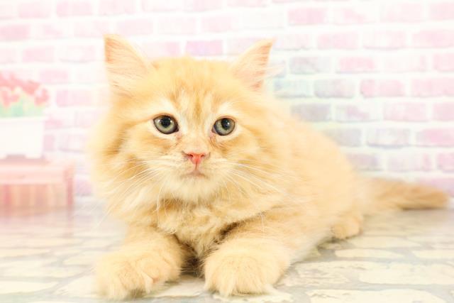 兵庫県のサイベリアン (Coo&RIKU神戸垂水店/2026年4月3日生まれ/男の子/レッドタビー)の子猫の2枚目の画像