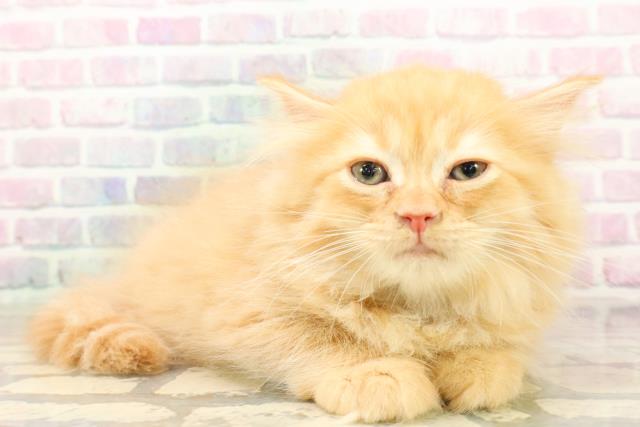 兵庫県のサイベリアン (Coo&RIKU神戸垂水店/2026年4月3日生まれ/男の子/レッドタビー)の子猫の3枚目の画像