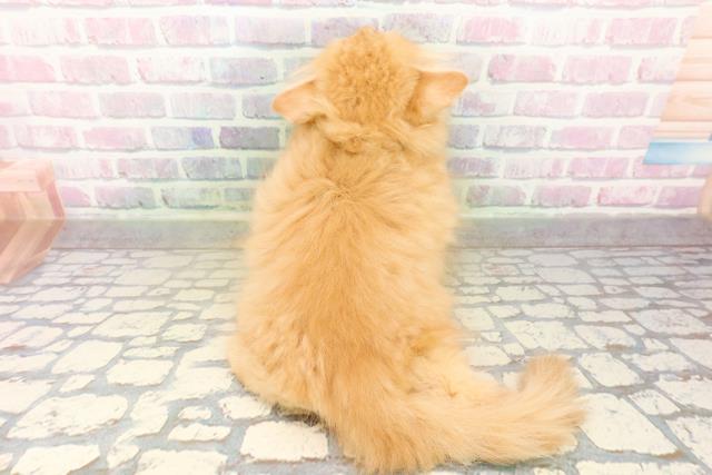 兵庫県のサイベリアン (Coo&RIKU神戸垂水店/2026年4月3日生まれ/男の子/レッドタビー)の子猫の4枚目の画像