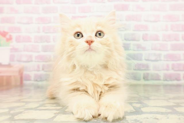 埼玉県のサイベリアン (Coo&RIKU所沢店/2026年4月3日生まれ/男の子/クリーム)の子猫