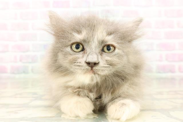 兵庫県のサイベリアン (Coo&RIKU丹波店/2026年4月3日生まれ/女の子/ブルークリーム)の子猫の1枚目の画像