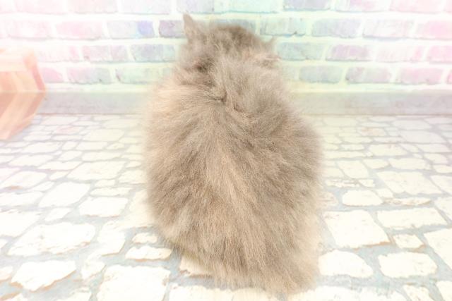 兵庫県のサイベリアン (Coo&RIKU丹波店/2026年4月3日生まれ/女の子/ブルークリーム)の子猫の4枚目の画像