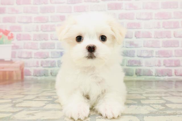 東京都のマルチーズ (Coo&RIKU江戸川店/2026年4月2日生まれ/女の子/ホワイト)の子犬の1枚目の画像