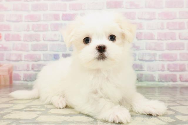 東京都のマルチーズ (Coo&RIKU江戸川店/2026年4月2日生まれ/女の子/ホワイト)の子犬の3枚目の画像
