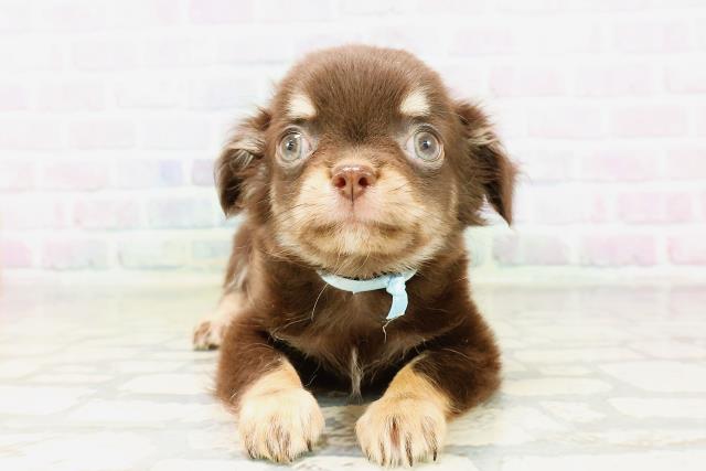 埼玉県のチワワ(ロング) (Coo&RIKU春日部店/2026年4月3日生まれ/男の子/チョコレートタン)の子犬の1枚目の画像