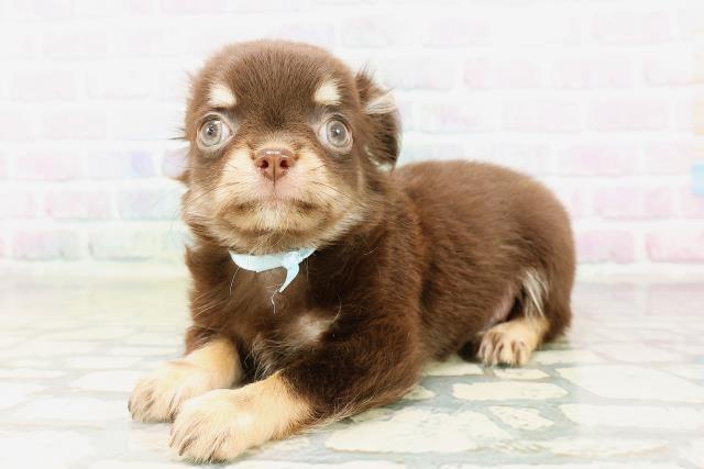 埼玉県のチワワ(ロング) (Coo&RIKU春日部店/2026年4月3日生まれ/男の子/チョコレートタン)の子犬の2枚目の画像