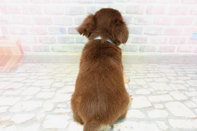 埼玉県のチワワ(ロング) (Coo&RIKU春日部店/2026年4月3日生まれ/男の子/チョコレートタン)の子犬の4枚目の画像