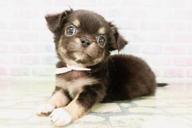 石川県のチワワ(ロング) (Coo&RIKU金沢店/2026年4月3日生まれ/女の子/ブラックタンホワイト)の子犬の2枚目の画像
