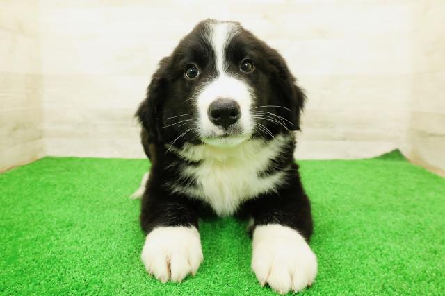 埼玉県のハーフ犬・ミックス犬 (Coo&RIKUヤオコー幸手店/2026年4月5日生まれ/男の子/ブラックホワイト)の子犬の1枚目の画像