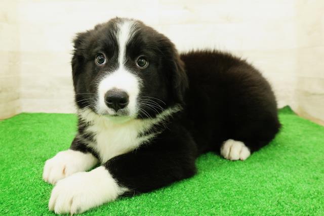 埼玉県のハーフ犬・ミックス犬 (Coo&RIKUヤオコー幸手店/2026年4月5日生まれ/男の子/ブラックホワイト)の子犬の2枚目の画像